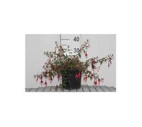 Fuchsia hybr. 'Riccartonii' - Fuchsia, Demoiselle 30- 40 cm en pot