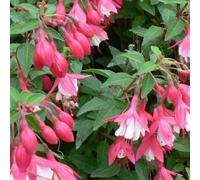 Fuchsia résistant à l'hiver Lady Thumb Set de 3 - Fuchsia de pleine terre en pot de 9 cm, compact, résistant au gel, plantes à fleurs pour massifs et balcons