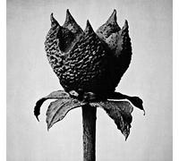 Fujita Masayoshi - Book of Life