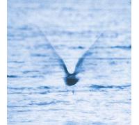 Fukui Ryo - Mellow Dream (EDT.) [Import]