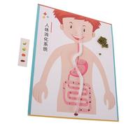 FUNNETOYU 4 Ensembles DIY Human Digestive System Model Kit Interactive Science Experiment Toy for Educational Biology Learning Prop for School and Home Stem Exploration