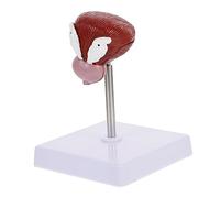 FUNOMOCYA 1 Pièce Modèle Anatomique de Vessie Humaine Outil Pédagogique pour Enseignement des Sciences Réaliste et