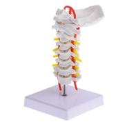 FUNOMOCYA 1 Pièce Modèle de Colonne Cervicale avec Artère Carotide, Modèle Occipital Postérieur, Modèle D'enseignement des Disques Intervertébraux, Modèle Cervical