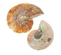 FUNOMOCYA 2 Pièces Spécimens Ammonite Fossile pour Décoration Scientifique Pédagogique Enseignement Collection Opp