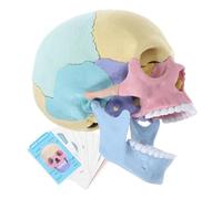 FUNOMOCYA Modèle Crâne Anatomique Stem Détachable pour Étude Anatomie Humaine et Biologie Puzzle Éducatif pour Adultes