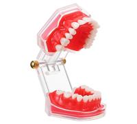 FUNOMOCYA Modèle Pédagogique Réaliste avec Dents Amovibles pour Exercices Pratiques et Démonstrations Éducatives