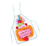 FUNOMOCYA Tablier Pédagogique Organes Humains pour Garçon Fille Éducatif Sensoriel Garçon Fille Aide Apprentissage Corps Humain Matériel Coton Plastique Développement Mémoire et