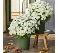 Funsdecor Artificial Mums, Artificial Outdoor Sunset Mums Flowers - UV Resistant, Waterproof & Windproof, Fake Fall Flower Daisy, Decoration for Home Porch Look Real, Full, Vibrant (B-5 bundles)