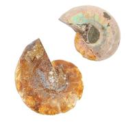 FUOYLOO 2pcs Spécimen D'ammonite Fossilisée pour Stage D'enseignement, Ornements Scientifiques en Fossile, Décoration Maison et Laboratoire