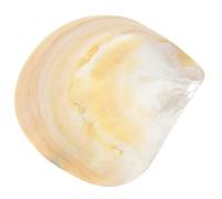 FUOYLOO Plateau à Savonnette en Coquillage Simple et Créatif pour Buffet, Assiette de Service Délicate en Coquille, pour Noël et Nouvel An