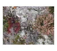 Fursaxa - Mycorrhizae Realm [Import]