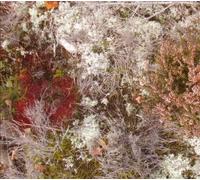 Fursaxa - Mycorrhizae Realm [Import]