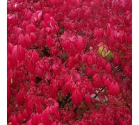 Fusain Ailé - Euonymus Alatus 40cm - Plante - Floraison Printemps Couleur de la Fleur - Hauteur 1 à 2 m - Exposition Plein Soleil à Mi-ombre Sol