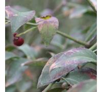 Fusain ailé - euonymus alatus 'compactus' - 30-40 cm pot