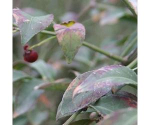 Fusain ailé - euonymus alatus 'compactus' - 30-40 cm pot