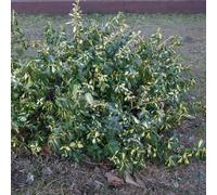 Fusain de Fortune Sunspot 2L - Les feuilles bicolores sont un accent vibrant