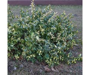 Fusain de Fortune Sunspot 2L - Les feuilles bicolores sont un accent vibrant