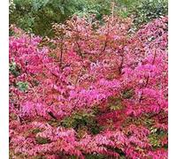 Fusain d'europe - euonymus europaeus 'red cascade' - 50-60 cm pot