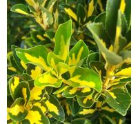 Fusain du Japon - Euonymus Japonicus 'Aureus' (= 'Luna') - 60-80 cm en conteneur