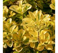 Fusain Jap Goldmine - Euonymus Jap Goldmine Pot 23cm - Plante En Pot - Floraison Printemps - Hauteur 1,5 à 2 m - Exposition Soleil à Mi-ombre Floraison