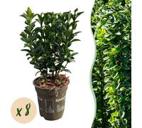 Fusain japonais à feuillage persistant - Euonymus japonicus 'Green Spire' - 8 plantes pour une haie d'un mètre - Plante de haie en pot de 9cm - Hauteur 20-25cm - rustique & facile d'entretien