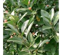 Fusain japonais - Euonymus Japonicus - 60-80 cm en conteneur