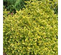Fusain japonais - Euonymus Japonicus 'Aureomarginatus' - 60-80 cm en conteneur