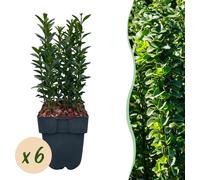 Fusain japonais Euonymus japonicus Green Spire - Plante de haie - Feuille Verte - 6 plantes - 1 mètre - Feuillage persistant - 17 cm Hauteur 40 cm - Facile d'entretien & Tolérant au soleil