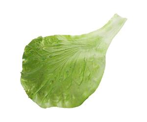 FUXIU Feuilles Laitue Artificielles Faux Légumes Modèle Feuille Verte Accessoire Photographie pour Modèles Plantation Jardinage