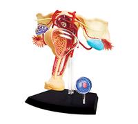 FXQ Modèle Anatomique de l'appareil génital féminin - Système génito-urinaire féminin Anatomique médical détachable - Modèles scientifiques de l'anatomie Humaine