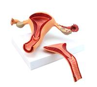 FXQ Modèle Anatomique du système reproducteur féminin - Taille réelle détachable en 2 Parties Modèle Scientifique d'anatomie de la Structure ovarienne utérine - pour Aide à la Formation en médecine