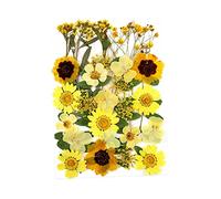 Fxzqgnh 30 Pièces Fleurs Pressées Naturelles Fleurs Séchées Végétales Réelles pour Résine sans Colorant Idéales pour Album Photos Mise en Page Créations Bijou , Jaune