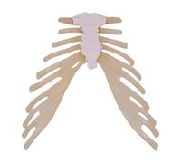 Fxzqgnh Modèle de Démonstration Du Sternum - Accessoire de Jouet éducatif - Projet Expérimental