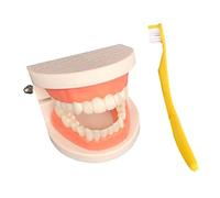 Fxzqgnh Modèle de Dents, Brossage de Dents, Brosse à Dents Correctement Utilisée, Outils Pédagogiques pour L'école à La Maison