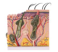 Fxzqgnh Modèle de Tissu Cutané Humain Anatomique Illustrant Blocs de Peau Système sous-cutané Détail Maquette pour Enseignement Aide Biologique et