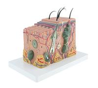 Fxzqgnh Modèle de Tissu Cutané Humain Anatomique Illustrant Blocs de Peau Système sous-cutané Détail Maquette pour Enseignement Aide Biologique et