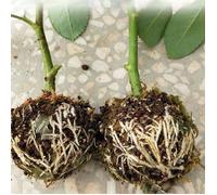 FYDUN 3pcs Boîte de bouturage de racines de plantes pour jardin - Rooter de plante, sphère de bouturage de racines