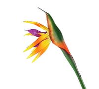 Fyearfly Grande fleur artificielle Strelitzia orange pour décoration de maison, hôtel, tige flexible et tête réglable