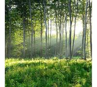 FYRHLH 3D Papier Peint Forêt Grand Sticker Mural Salon Chambre Bureau Couloir Décoration Peinture Murale Moderne Vert Surface Lisse Tissu Non Tissé Épaissi 200cm×140cm(LxH)