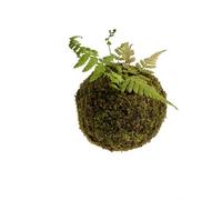 Fzaqwen Simulé Conteneur de Mousse Artificielle Art Floral Décoratif avec Mousse Séchée Matériau Fleur Dried Utilisation pour Micro Convient à Chambre Magasin , Vert Herbe