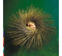 Gabriel, Peter - Ovo : The Millennium Show