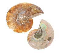 Gadpiparty 2pcs Échantillon D'ammonite Fossilisée en Fossile Véritable, Accessoires Pédagogiques pour Décoration de Bureau et Matériel D'enseignement Scientifique