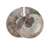 Gadpiparty 2pièces Ammonite Brute Naturelle Spécimen De Conque Fossile De Collection Éducative Pour Garçon Fille
