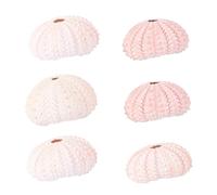 Gadpiparty 6 pièces Sea Urchin Shell Air Plant Holders Creative Conch Planters for Indoor Succulents and Cacti and Stylish DIY Decorative Pots Couleur Aléatoire Couleur Aléatoire