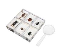 Gadpiparty 7 Pièces Modèle D’Insecte en Résine pour Enseignement | Support D’apprentissage Concret, Haute Transparence, pour Collections Scolaires, Enseignants en Sciences la Vie et Élèves