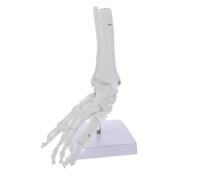 Gadpiparty Modèle Anatomique D'articulation de Cheville Support en Pvc Squelette du Pied Taille Réelle 1:1 pour Enseignement Santé Physique en Écoles