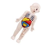 Gadpiparty Modèle Anatomique Garçon Fille Éducatif Corps Humain Apprentissage Organes Internes Structure Montessori pour Maternelle et Maison