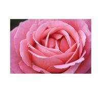 GAEKKO Tableau mural « Gros plan d'une rose » sur poster sans cadre photo 120 x 80 cm