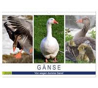 Gänse. Von wegen dumme Gans! (Wandkalender 2026 DIN A3 quer), CALVENDO Monatskalender: Kluges und hübsches Federvieh!