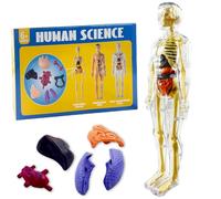 GAESHOW Anatomie Humaine pour Enfants Modèle de Squelette Amovible, Modèle 3D Human Body Torse, Modèle Humain Semi Transparent, Jouets éducatifs adaptés aux enfants